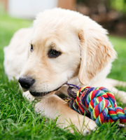 puppy-playing-with-rope-180px